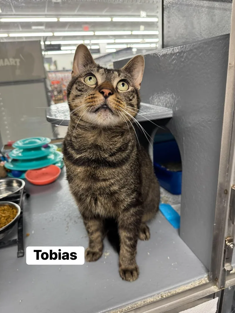 Tobias thumbnail 2