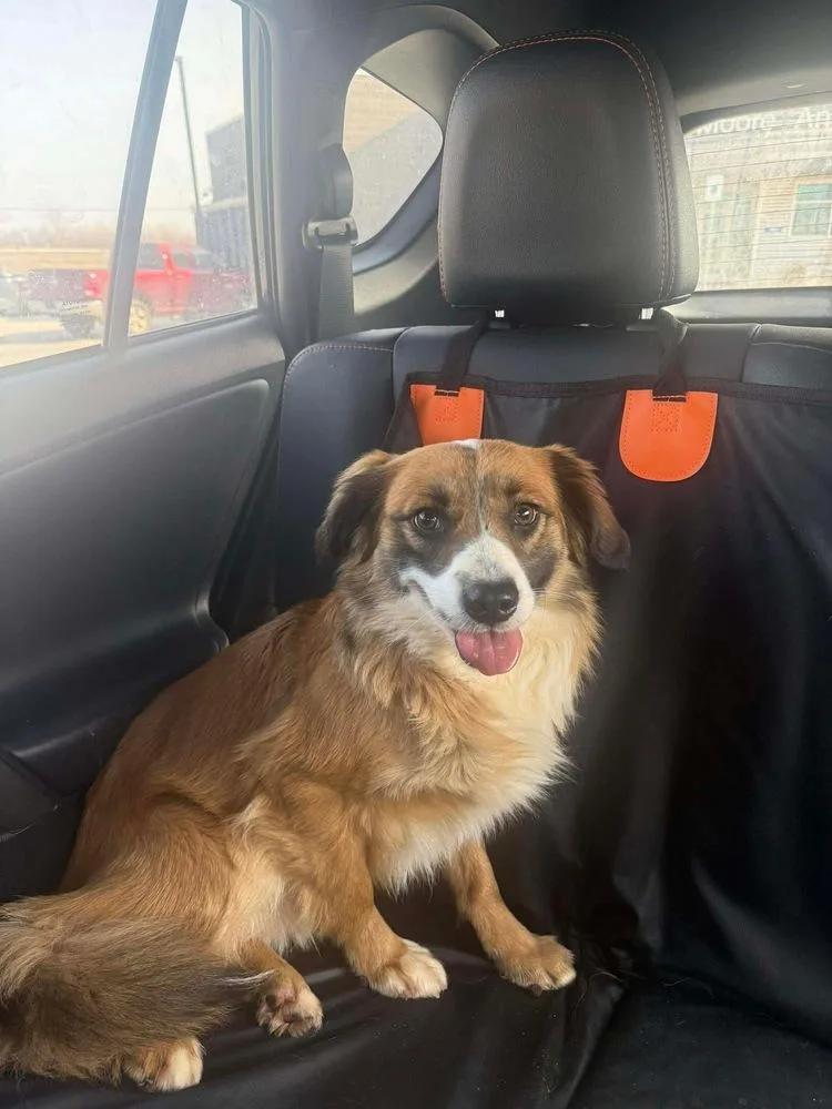A young medium-sized male White / Cream Shetland Sheepdog / Sheltie dog named Eggroll for adoption in Shawnee, OK