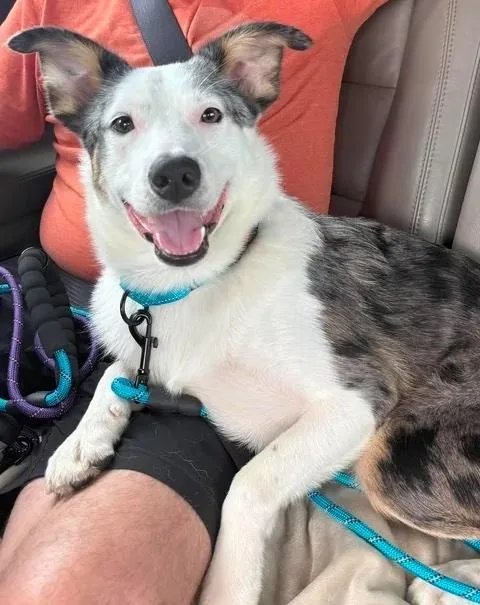 A young medium-sized male Merle (Blue) Australian Shepherd dog named Bandit for adoption in Bryan, TX
