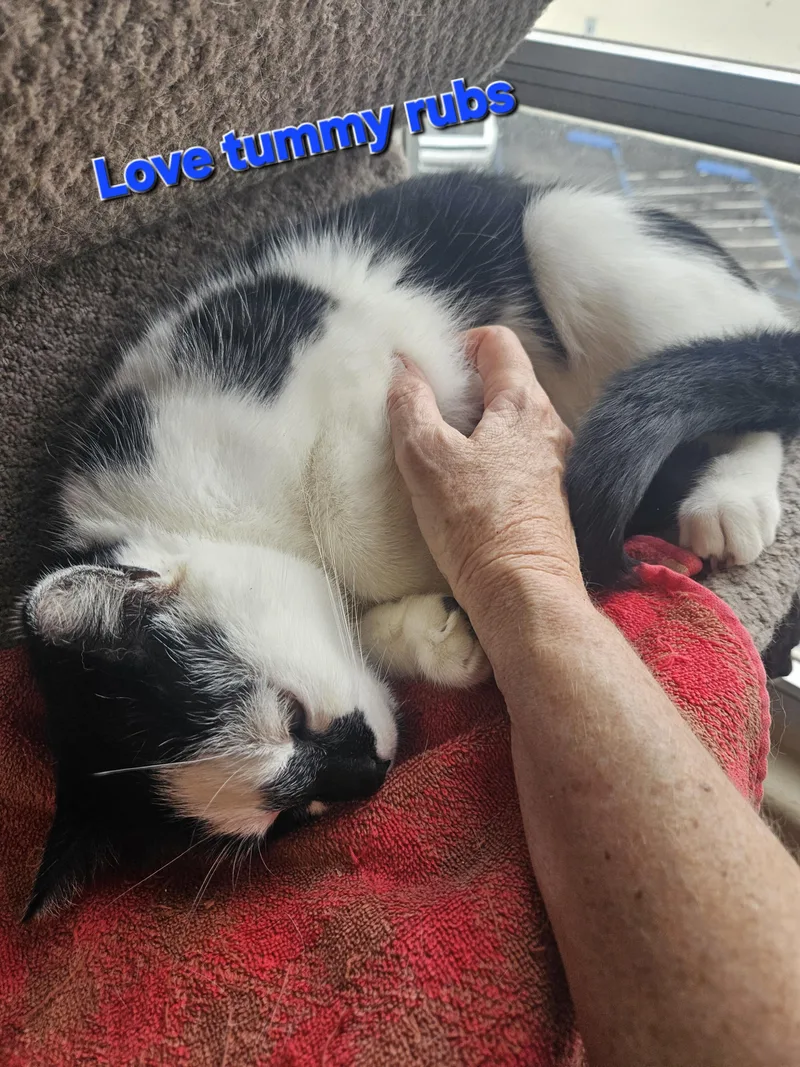 Gene Simmons thumbnail 2