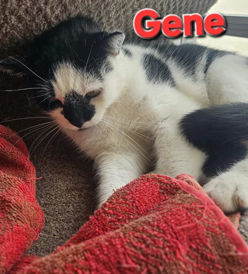 Gene Simmons thumbnail 3