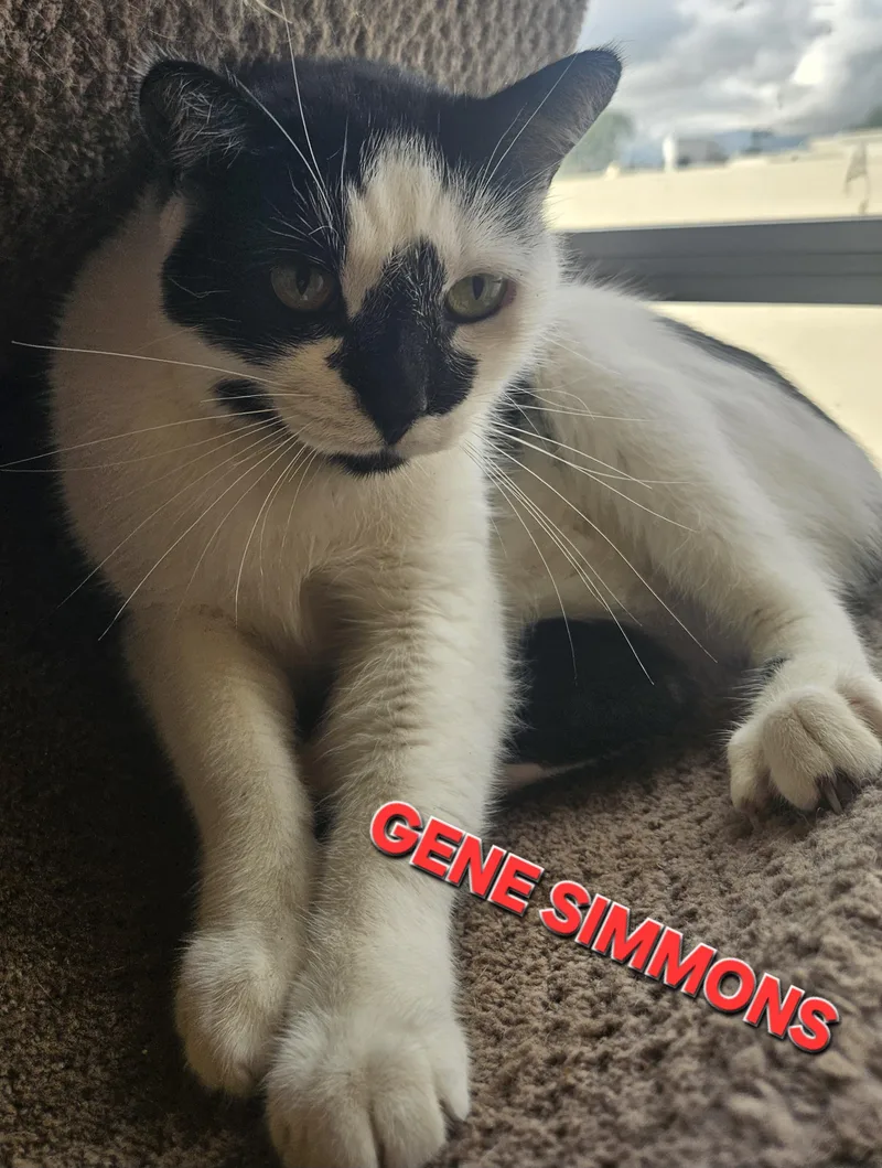 Gene Simmons thumbnail 4