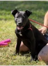 An adult medium-sized male Mixed Breed dog named Walnut for adoption in West Chester, PA
