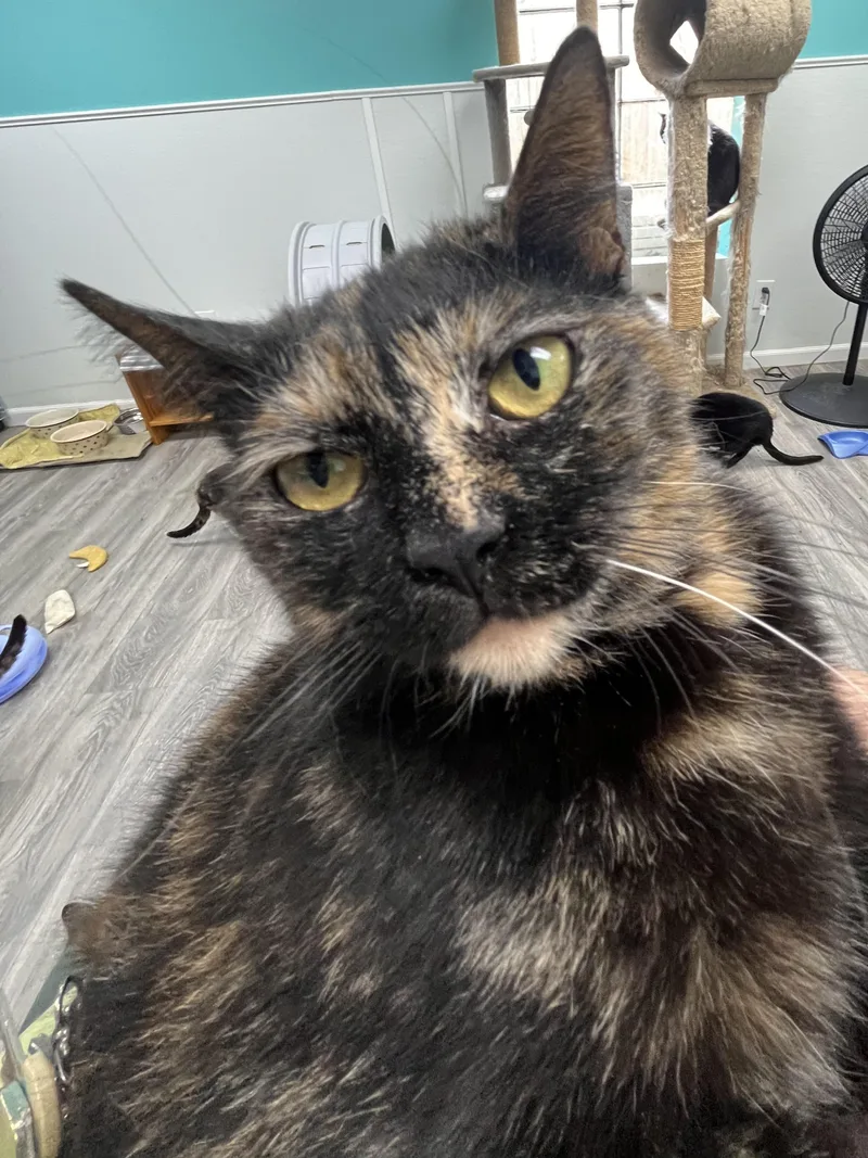 An adult medium-sized female Tortoiseshell Domestic Short Hair cat named Spice for adoption in Maryville, TN