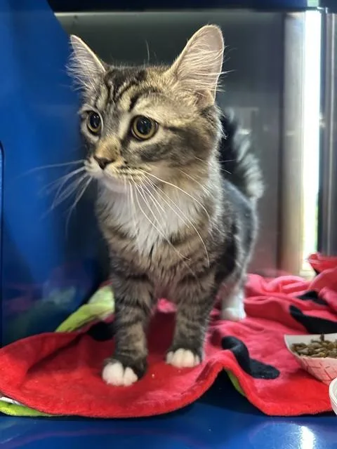 A young medium-sized female Domestic Long Hair cat named Tilly for adoption in Westminster, MD