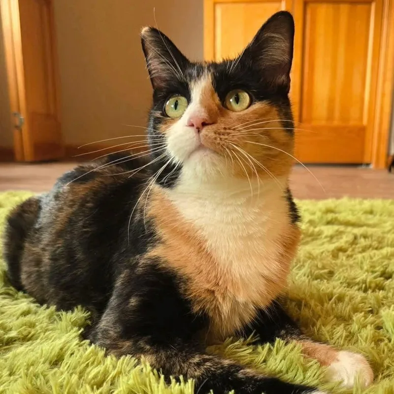 An adult medium-sized female Tortoiseshell Domestic Short Hair cat named Jewel for adoption in Sewell, NJ