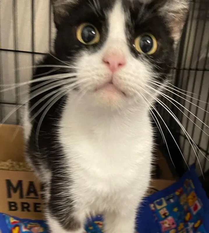 An adult small-sized female Black Domestic Short Hair cat named Missy for adoption in Cincinnati, OH