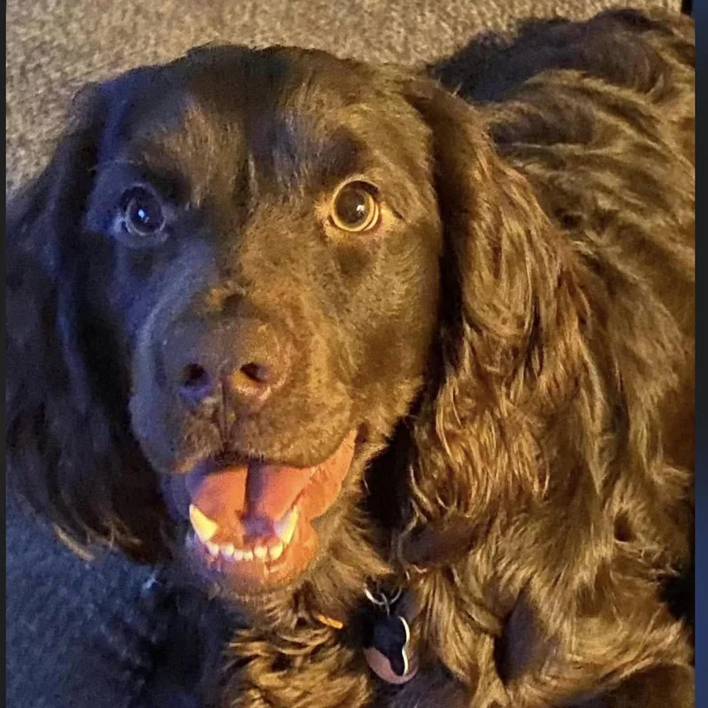A young medium-sized male Brown / Chocolate Boykin Spaniel dog named Luke for adoption in Leesburg, GA