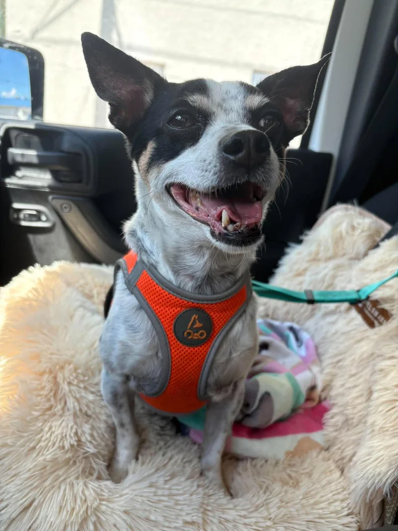 A senior small-sized male Rat Terrier dog named Skippy for adoption in Jacksonville, FL