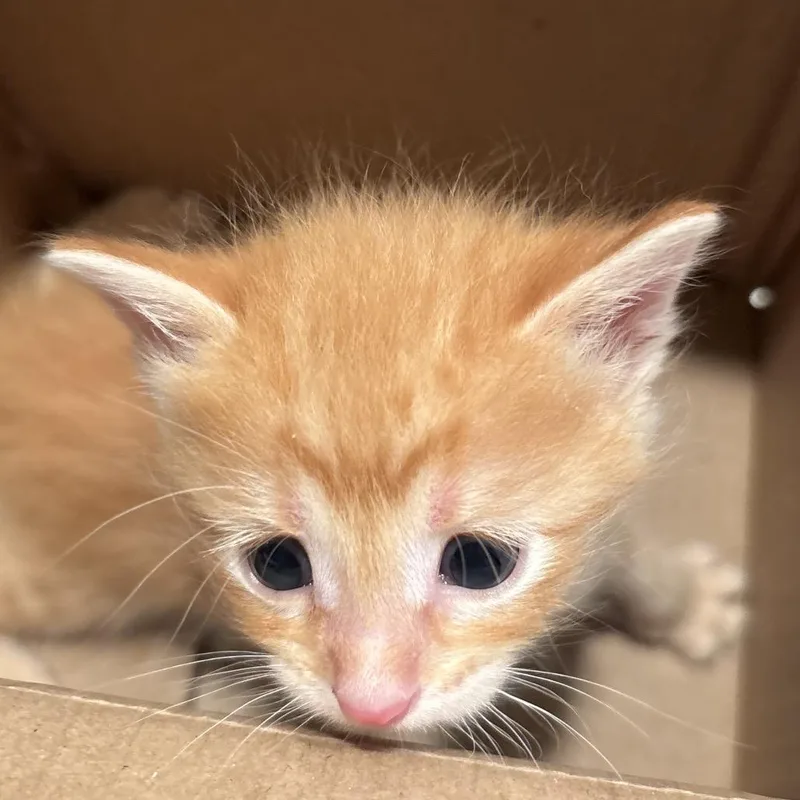 A baby small-sized male Orange / Red Domestic Short Hair cat named Sunny for adoption in Overland Park, KS