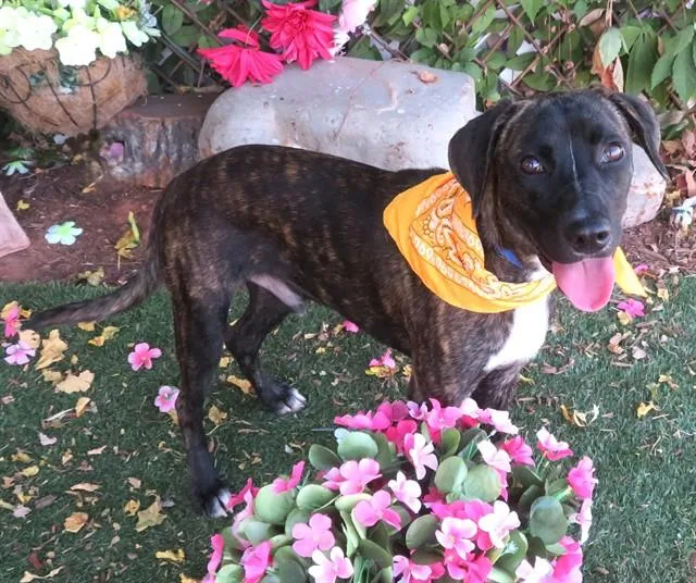 A young medium-sized male Plott Hound dog named Beegee for adoption in Oklahoma City, OK