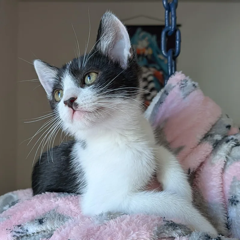 A baby small-sized female Black & White / Tuxedo Tuxedo cat named Rhea for adoption in Burbank, CA