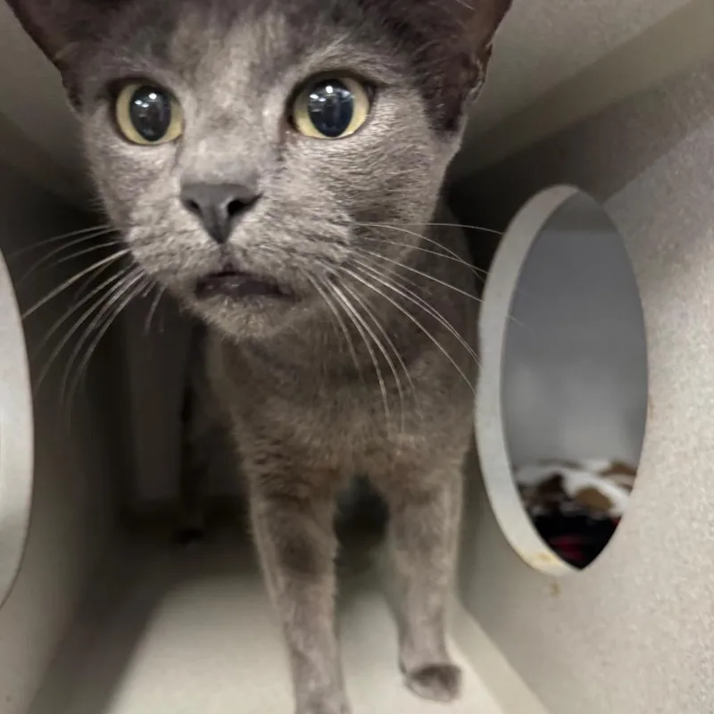An adult medium-sized female Gray / Blue / Silver Domestic Short Hair cat named Mama Spidey for adoption in Long Beach, CA