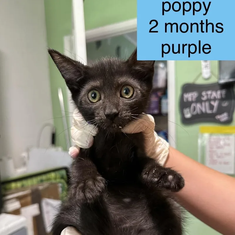 Poppy