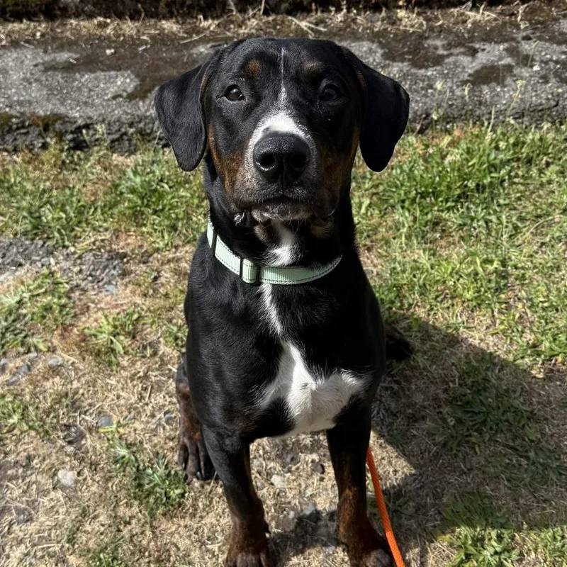 A young medium-sized male Black Foxhound dog named Comet for adoption in Tacoma, WA