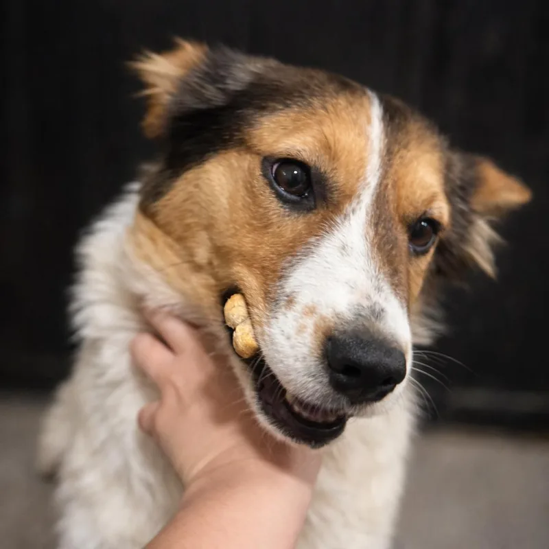 A young small-sized female White / Cream Border Collie dog named Carly for adoption in Rogersville, MO