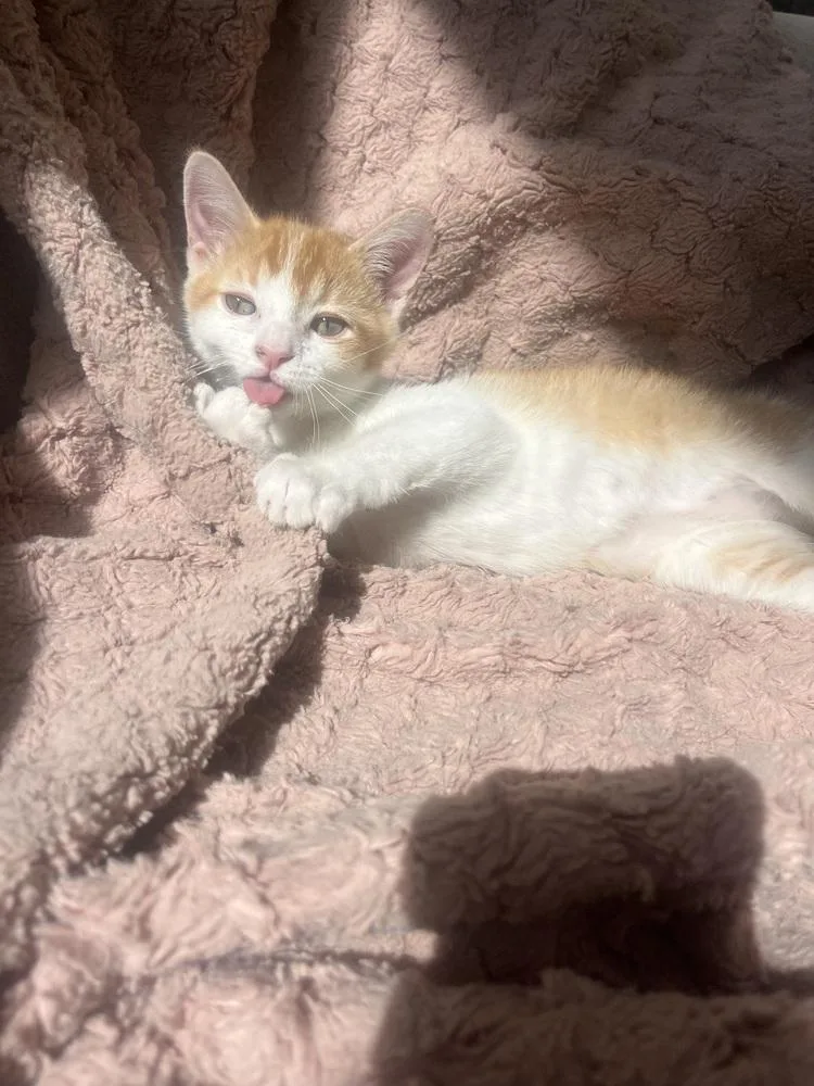 Milo