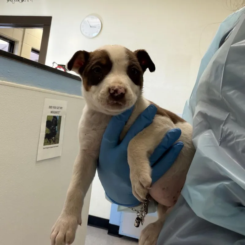 A baby medium-sized female White / Cream Mixed Breed dog named Rapunzel for adoption in Leander, TX