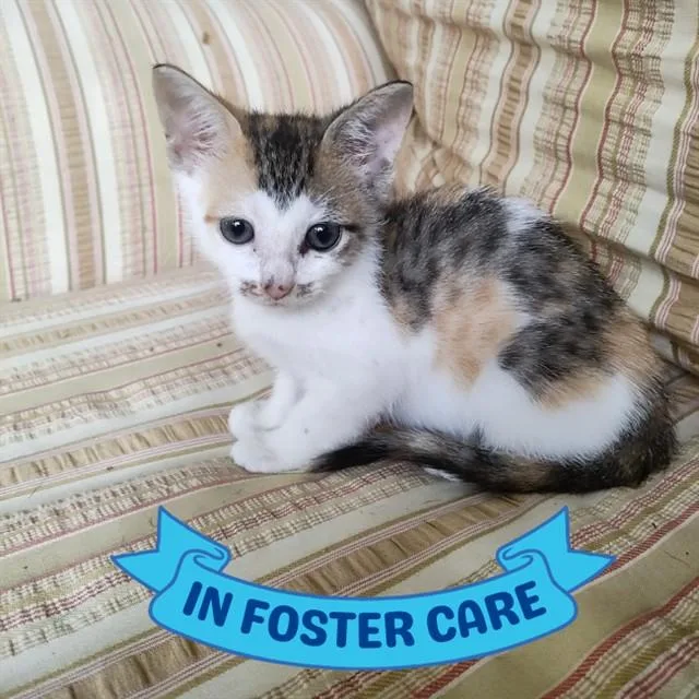 A baby small-sized female Domestic Short Hair cat named Molly for adoption in Tallahassee, FL