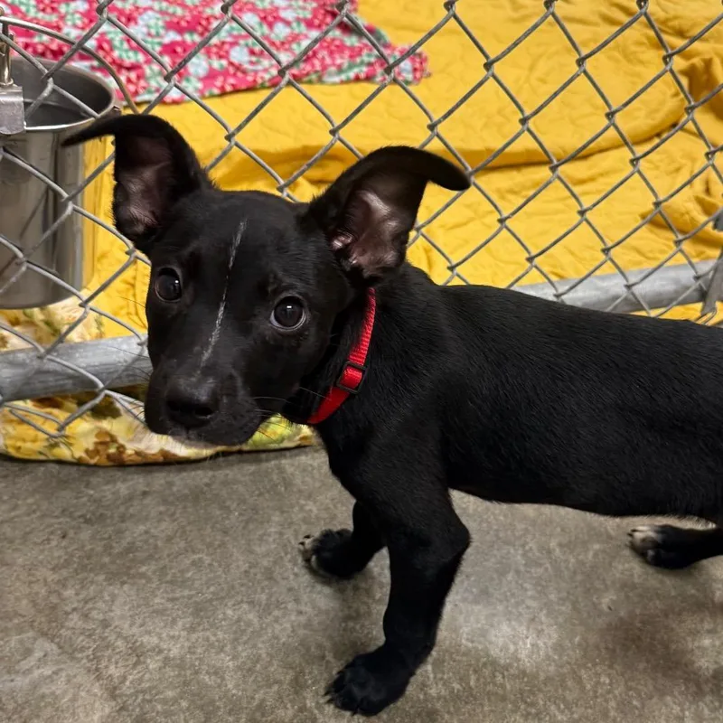 A baby medium-sized male Black Mixed Breed dog named Zoolander for adoption in Muncie, IN