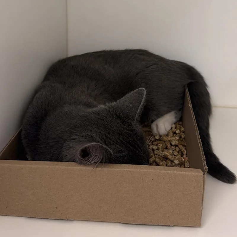 An adult medium-sized female Gray / Blue / Silver Domestic Short Hair cat named Luna Buna for adoption in Philadelphia, PA