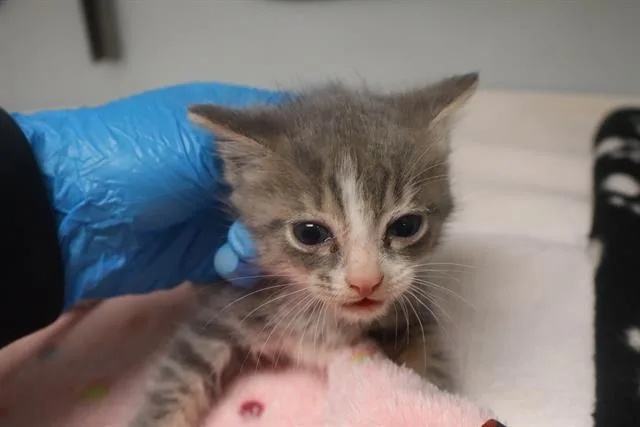 A baby small-sized male Domestic Short Hair cat named Jesse for adoption in Columbia, SC
