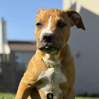 A baby large-sized male Apricot / Beige Boxer dog named Huckleberry for adoption in Naperville, IL
