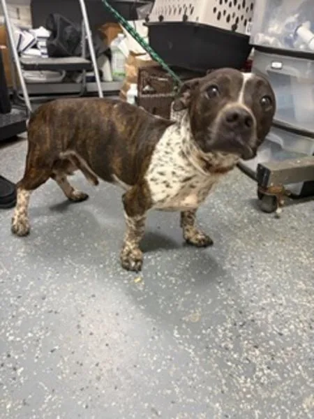 An adult small-sized male Pit Bull Terrier dog named Edgar for adoption in Morristown, TN