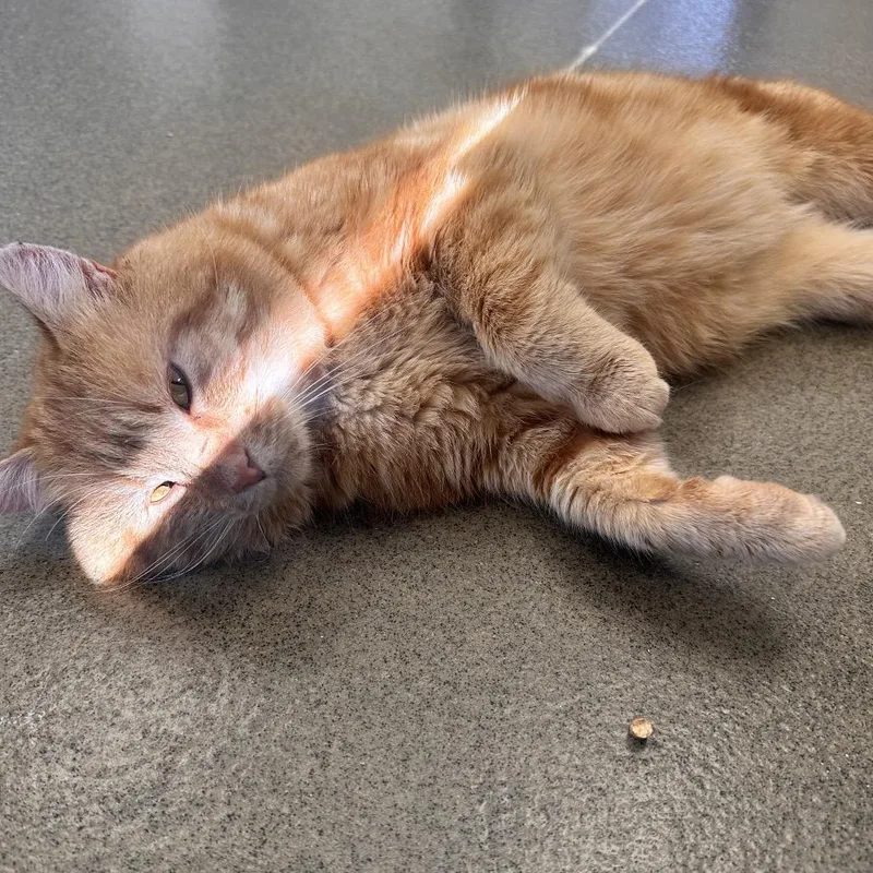 Ciabatta thumbnail 2