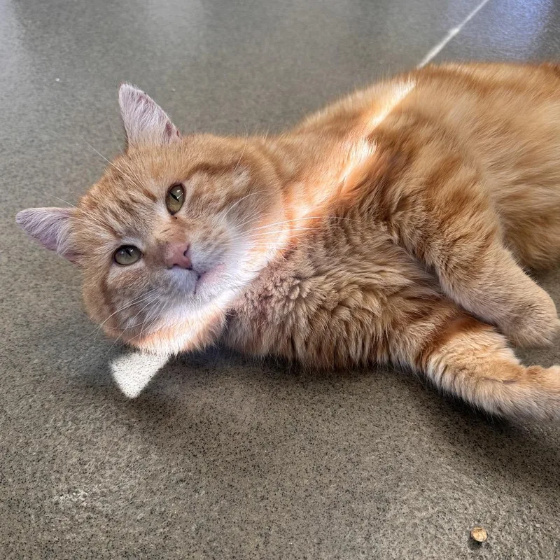 Ciabatta thumbnail 3