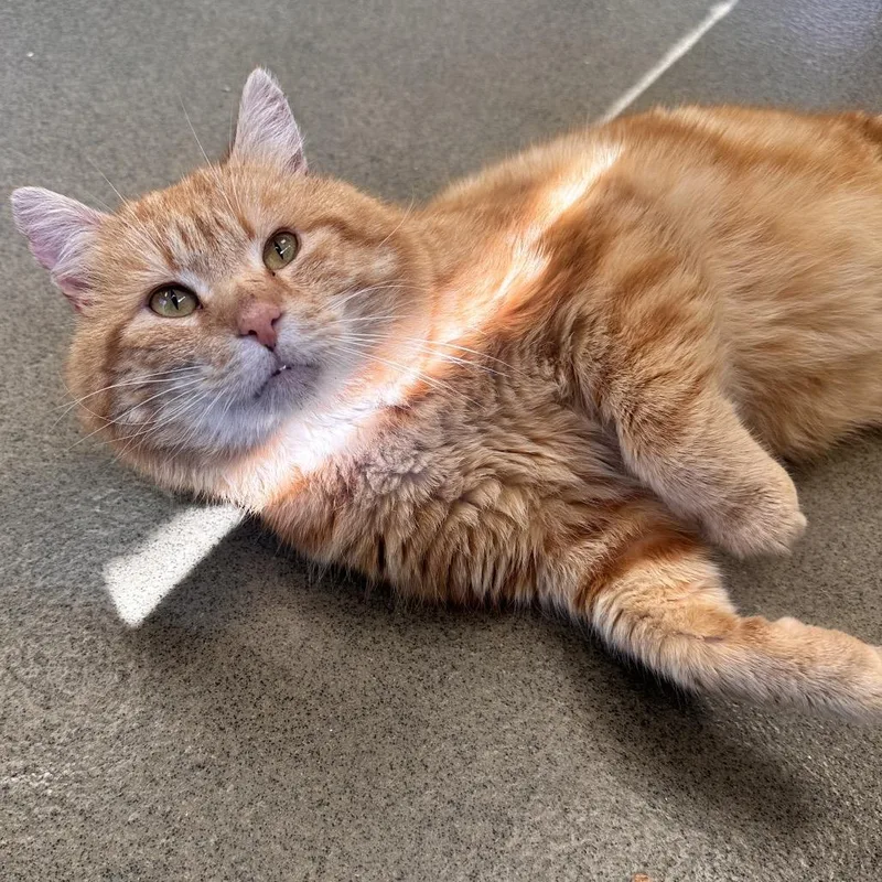 Ciabatta thumbnail 4