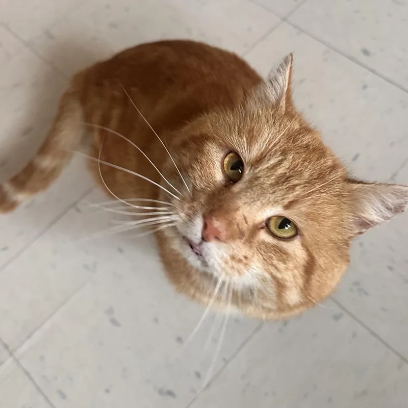 Ciabatta thumbnail 5