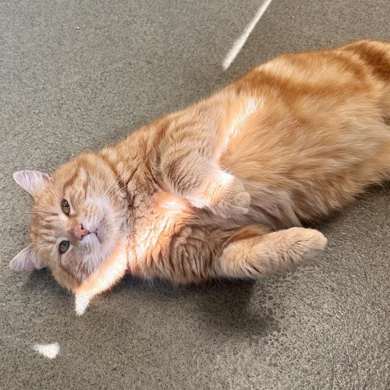 Ciabatta thumbnail 6