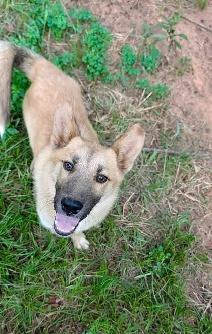 A baby large-sized female Shepherd dog named Sable for adoption in Morton Grove, IL