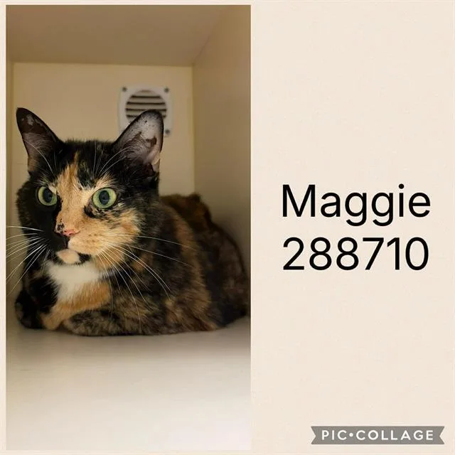 A senior extra large-sized female Domestic Short Hair cat named Maggie for adoption in Macon, GA