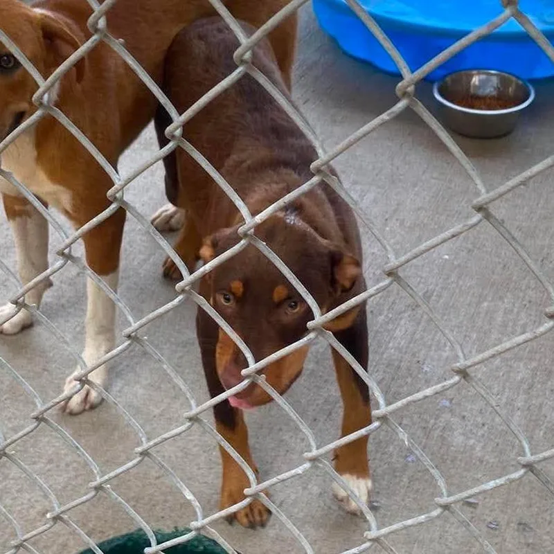 A young medium-sized female Brown / Chocolate Mixed Breed dog named Auntie Anne SH for adoption in Huntington, WV