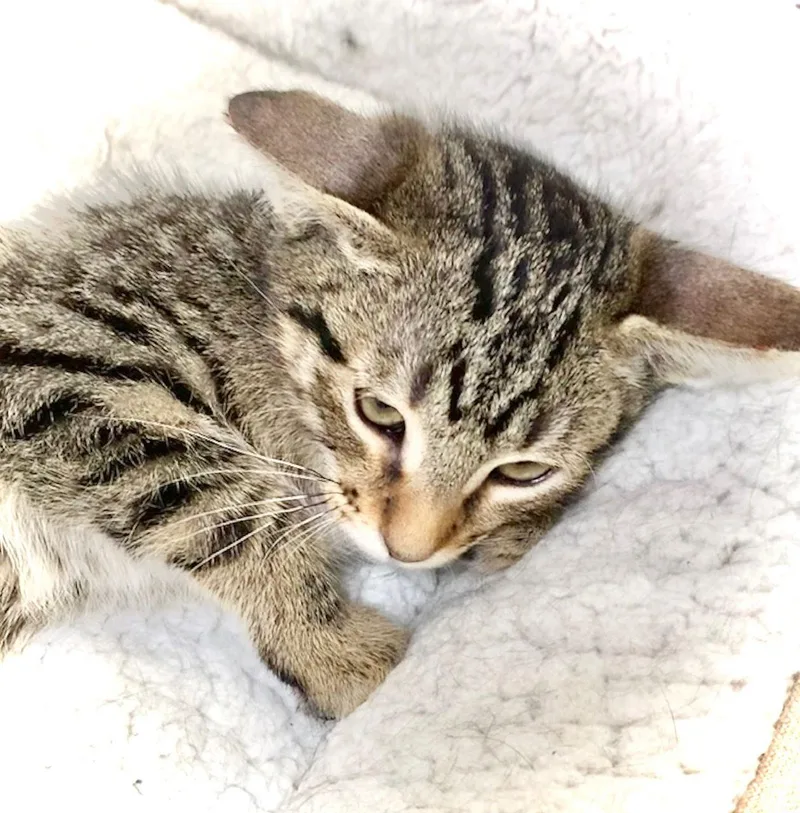 Mike Tabby thumbnail 3