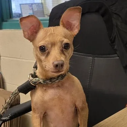 An adult small-sized female Chihuahua dog named Kiwi for adoption in Philadelphia, PA