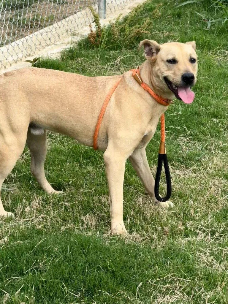 A young medium-sized male Terrier dog named Guy for adoption in Bloomfield, CT