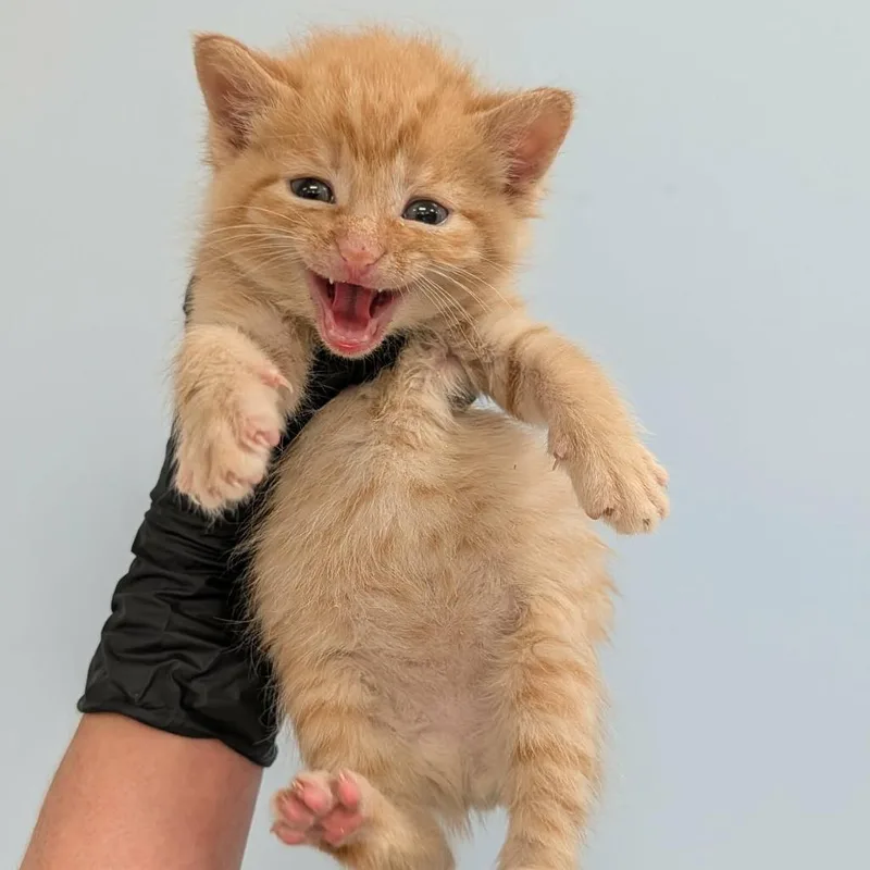 Felix
