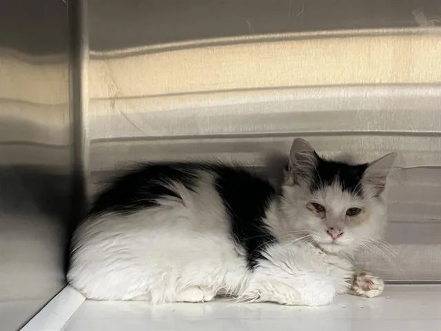 A baby small-sized male Domestic Short Hair cat named Boston for adoption in Tustin, CA