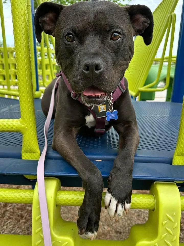 An adult medium-sized female Terrier dog named Rosella for adoption in St. Louis, MO