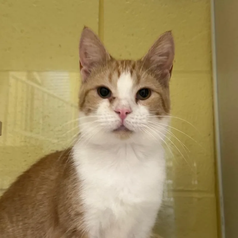 An adult medium-sized female Orange / Red Domestic Short Hair cat named Claire for adoption in West Olive, MI