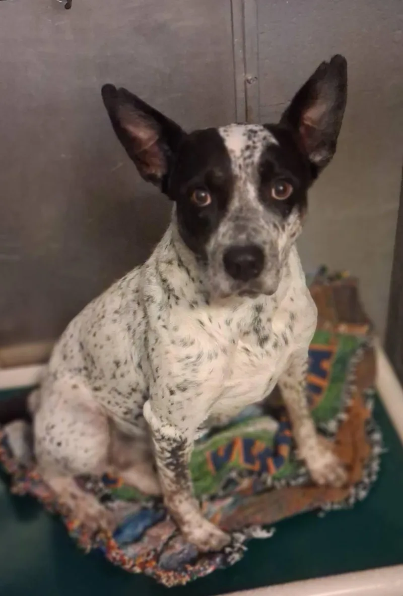 An adult medium-sized female Australian Cattle Dog / Blue Heeler dog named Indigo for adoption in Stuart, VA