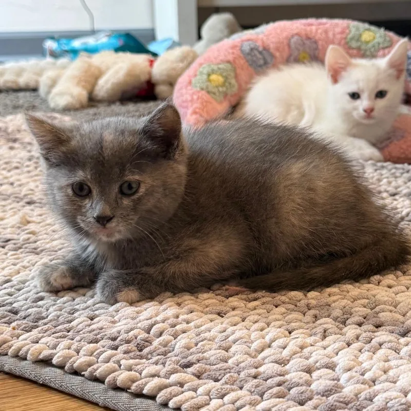 A baby small-sized female Tortoiseshell Domestic Short Hair cat named Gracie for adoption in Kansas City, MO