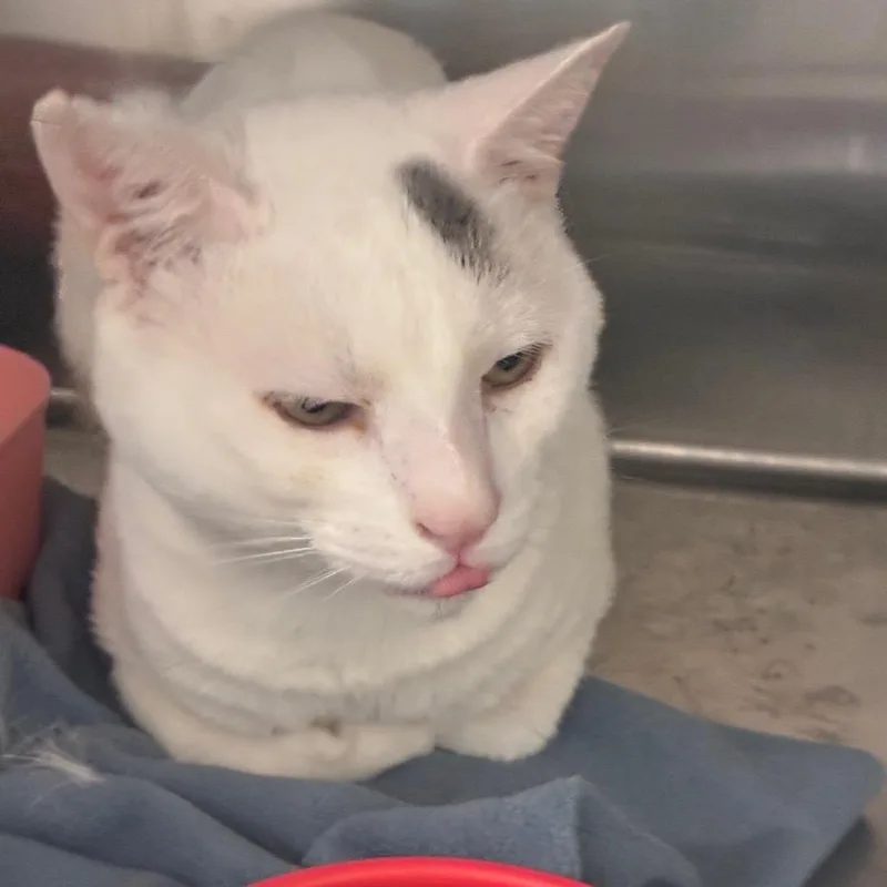 An adult small-sized male Domestic Short Hair cat named Casper for adoption in Horn Lake, MS
