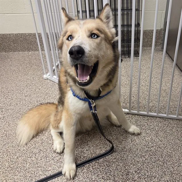An adult large-sized male Siberian Husky dog named Arthur for adoption in Centerville, MA