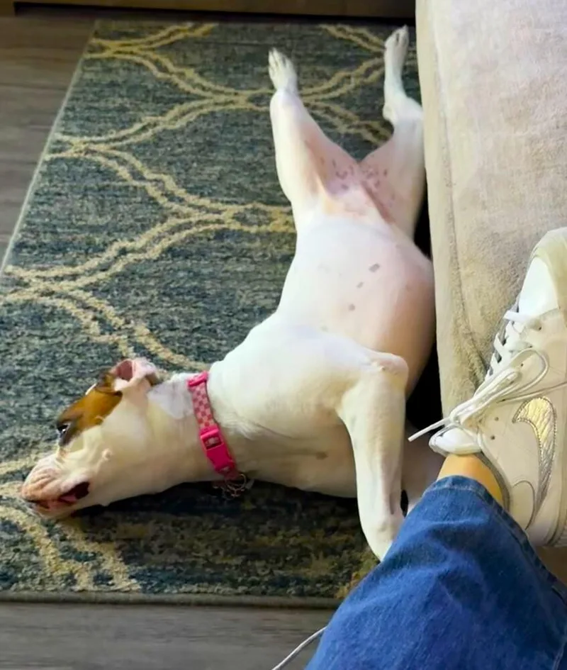 A young medium-sized female White / Cream Boxer dog named Claire D ABR for adoption in Hewitt, TX