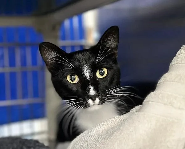An adult small-sized male Domestic Short Hair cat named Ming for adoption in Sherwood, OR