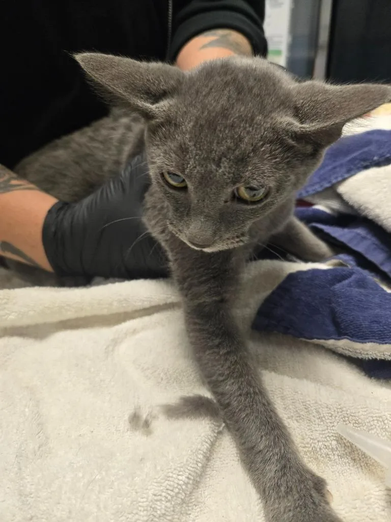 A baby medium-sized male Domestic Short Hair cat named Raj for adoption in Detroit, MI